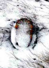 Female terrapin remains found in snow on 28 January 2000
