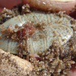 001-maggots