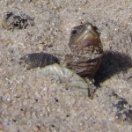 dune-emergence-005-nest