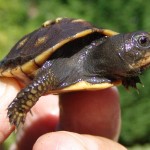 EBT Hatchling