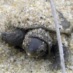 hook-nest-emergence-16-sep-08-002-840