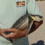 kr-086-fear-the-turtle-840