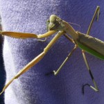praying-mantis-19-sep-08-004-840
