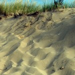 wrack-line-hatchling-2-sep-08-007