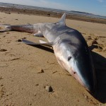 blue-shark-24-oct-08-039-840