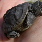 last-hatchling-8-oct-08-002-840