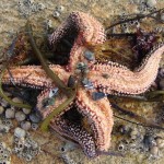 starfish-13-oct-08-010-840