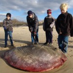 sunfish-11-nov-08-001-840