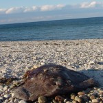 torpedo-ray-10-nov-08-000-840