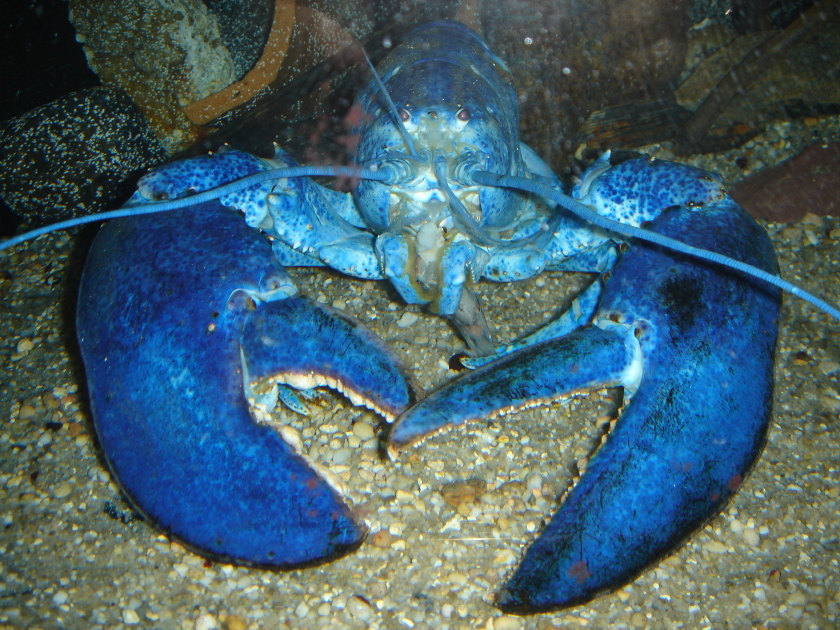 blue lobster blueprint