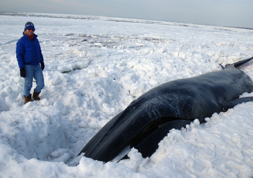 Finback Whale on Ice, Eastham, Cape Cod