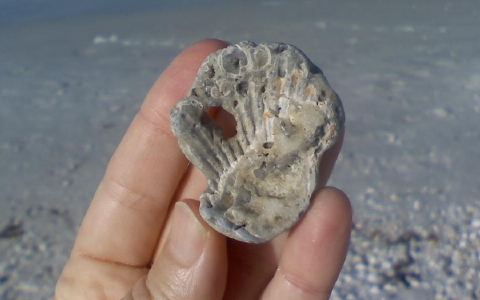 fossilize shell Naples 480