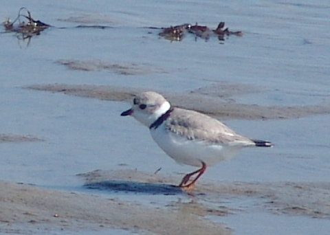 piping plover 21 Mar 2010 001 480