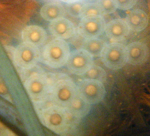 spotted salamander egg sac 006 early 480