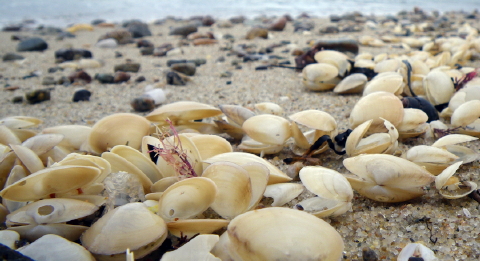 asurf clams 004 480