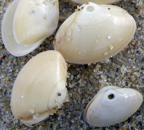 asurf clams 006 480