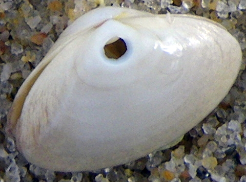 asurf clams 007 480
