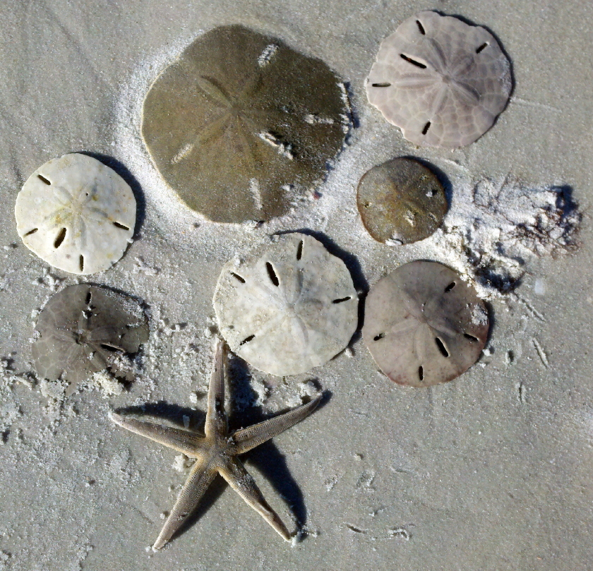 Sand Dollar Pictures At Helen Mcewen Blog