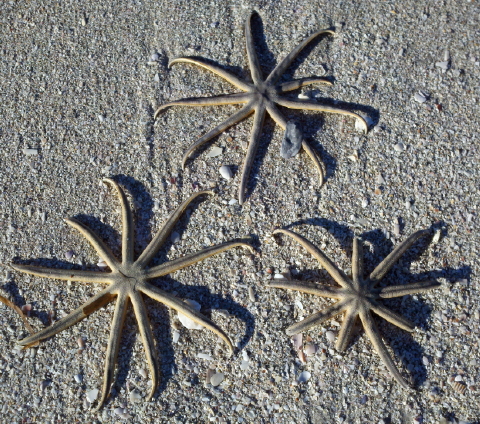 brittle stars 002 480
