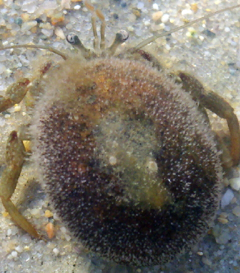 flat clawed hermit crab apr 2011 004 480