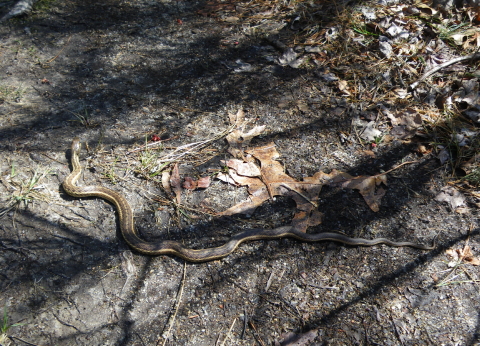 garter snake 17 Apr 2011 000 480