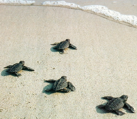Baby-sea-Turtles-sea-life-480 web