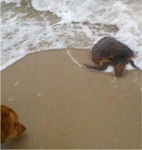 Turtle Journal Rescues Rare Hybrid Sea Turtle on Cape Cod « Turtle Journal